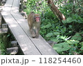 ウッドデッキに座るニホンザル 118254460