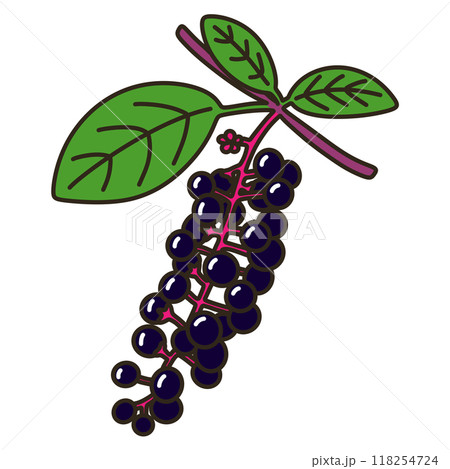 ヨウシュヤマゴボウ ヨウシュヤマゴボウ 118254724