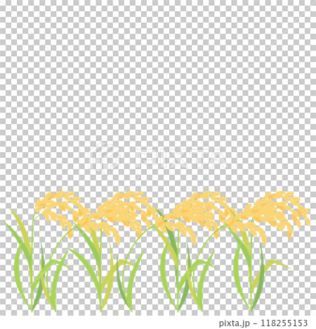 実った稲・稲穂のイラスト アスペクト比1:1バージョン 実った稲・稲穂のイラスト アスペクト比1:1バージョン 118255153