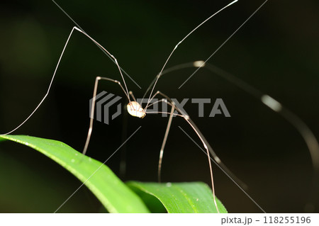 暗い森の青葉上にキラキラ輝くモエギザトウムシ（黒背景・自然光+ストロボ・マクロ接写） 118255196