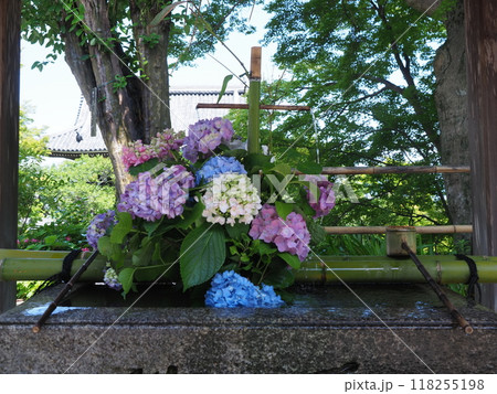 善峯寺のあじさい風景 118255198