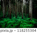 長野県白馬の白樺の森 118255304