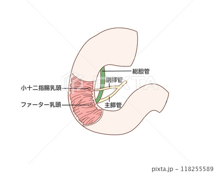 消化器の解剖生理　十二指腸乳頭 118255589