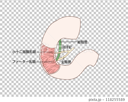 消化器の解剖生理　十二指腸乳頭 118255589