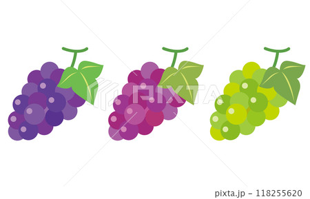 ぶどう 巨峰 果物 種類 ぶどう 巨峰 果物 種類 118255620
