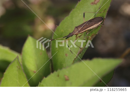 生き物　昆虫　シロヘリナガヘリカメムシ、南方系のカメムシ。体長一センチ程、山原の海岸にて 118255665