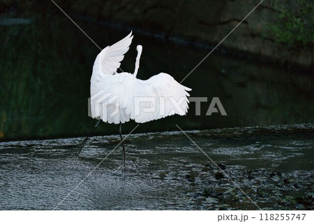 舞うようなダイサギ 118255747