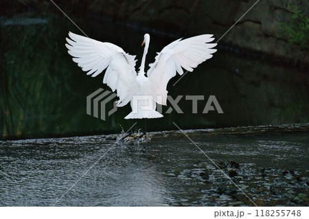 春が美しいダイサギ 118255748