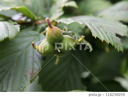 成熟したツノハシバミの実 118256059