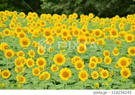 右へ倣えと整列した向日葵の花 右へ倣えと整列した向日葵の花 118256245