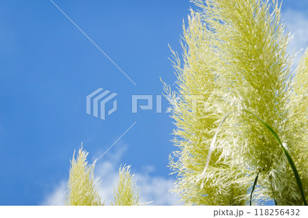 青空に映えるパンパスグラス 青空に映えるパンパスグラス 118256432