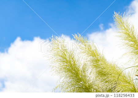 パンパスグラスと秋の青空 パンパスグラスと秋の青空 118256433