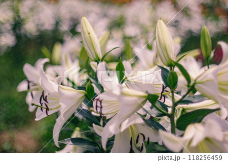 初夏にユリの花が甘い香りを放っていました 118256459