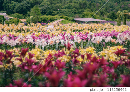 初夏にユリの花が甘い香りを放っていました 118256461