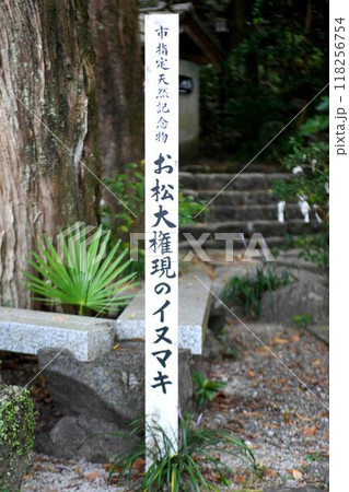 【阿南市　勝負事や願い事の神様「お松大権現」境内　阿南市指定天然記念物のイヌマキの木杭】 118256754