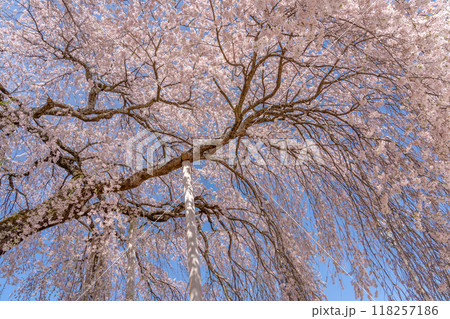 長野県飯田市　杵原学校の満開のしだれ桜 118257186