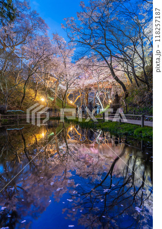 長野県伊那市 天下第一の桜と言われる池越しの高遠城址公園満開の夜桜 長野県伊那市 天下第一の桜と言われる池越しの高遠城址公園満開の夜桜 118257187