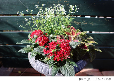 ペンタスとコリウスの寄せ植え ペンタスとコリウスの寄せ植え 118257406
