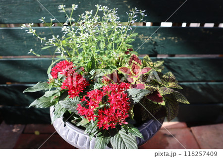 ペンタスとユーフォルビアの寄せ植え ペンタスとユーフォルビアの寄せ植え 118257409