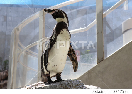 横を向いたフンボルトペンギンの全身 118257553