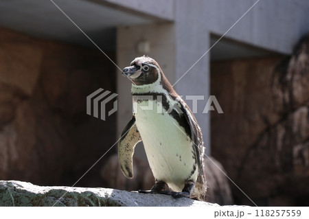 横を向いたフンボルトペンギンの全身 118257559