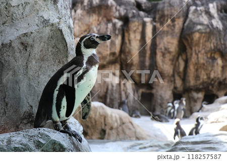 横を向きたたずむフンボルトペンギンの全身 118257587