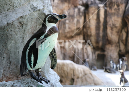 横を向きたたずむフンボルトペンギンの全身 横を向きたたずむフンボルトペンギンの全身 118257590