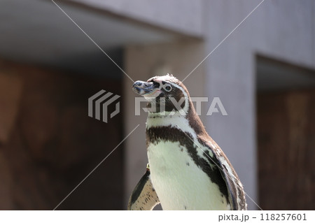 横を向きたたずむフンボルトペンギンのアップ 118257601