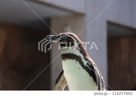 横を向きたたずむフンボルトペンギンのアップ 横を向きたたずむフンボルトペンギンのアップ 118257602