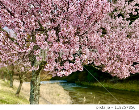 満開の桜並木(コヒガンザクラ)〈清水地区名倉川左岸/愛知県北設楽郡設楽町〉 満開の桜並木(コヒガンザクラ)〈清水地区名倉川左岸/愛知県北設楽郡設楽町〉 118257856