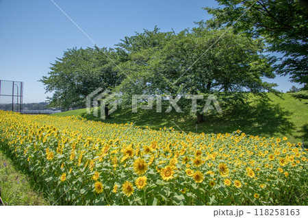 ひまわり畑　清水ヶ丘公園　神奈川県横浜市南区 118258163