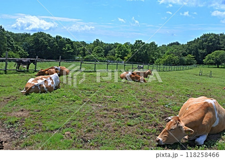 南ヶ丘牧場のウシたち 南ヶ丘牧場のウシたち 118258466