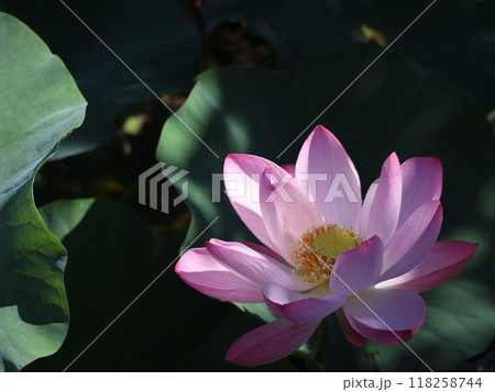 凛として咲く蓮の花 118258744