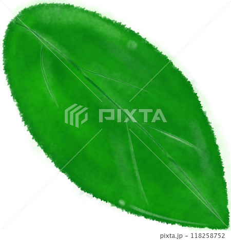Green leaves  118258752