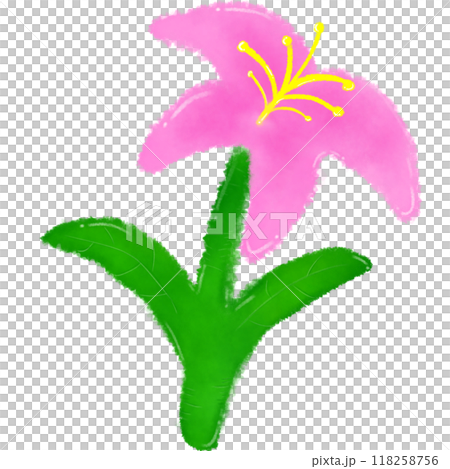 Beautiful lily flowers Beautiful lily flowers 118258756