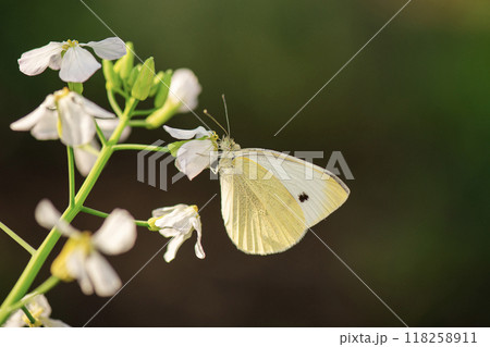 Cabbage White Butterfly 118258911