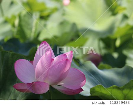 蓮の花のある風景 118259488