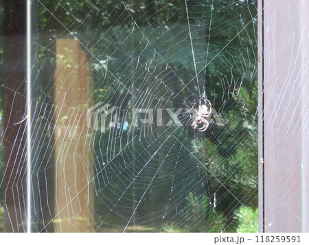 蜘蛛と蜘蛛の巣 蜘蛛と蜘蛛の巣 118259591