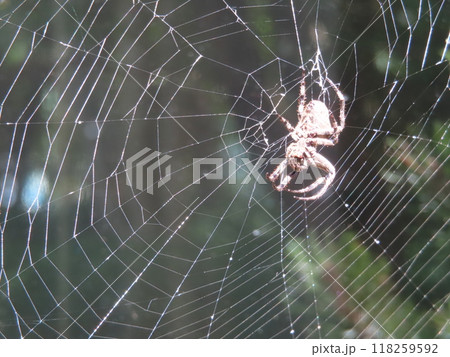 蜘蛛と蜘蛛の巣 蜘蛛と蜘蛛の巣 118259592
