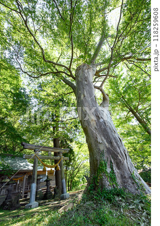 風格あるケヤキの巨樹　太子神社　秋田市 118259608