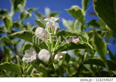 斑入り大紅ウツギの花咲く。花言葉は「豊かで美しい」そして「移り気」。 斑入り大紅ウツギの花咲く。花言葉は「豊かで美しい」そして「移り気」。 118259627