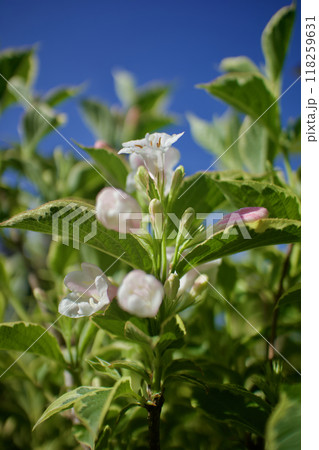 斑入り大紅ウツギの花咲く。花言葉は「豊かで美しい」そして「移り気」。 斑入り大紅ウツギの花咲く。花言葉は「豊かで美しい」そして「移り気」。 118259631