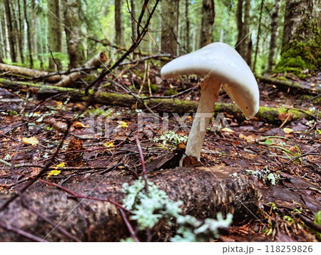 poisoned mushroom called deadly amanita grow in northern forest poisoned mushroom called deadly amanita grow in northern forest 118259826