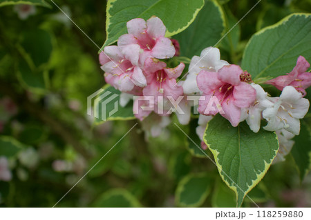 斑入り大紅ウツギの花咲く。花言葉は「豊かで美しい」そして「移り気」。 118259880