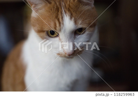 正面を向く猫 正面を向く猫 118259963