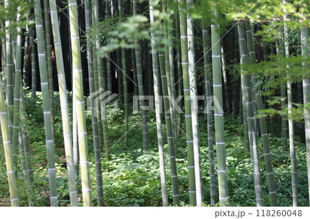 こもれ陽があふれる緑の植物と竹林の広がる森の風景 こもれ陽があふれる緑の植物と竹林の広がる森の風景 118260048