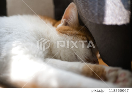 昼寝をする猫 昼寝をする猫 118260067