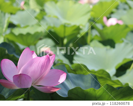 池に咲く蓮の花 118260078