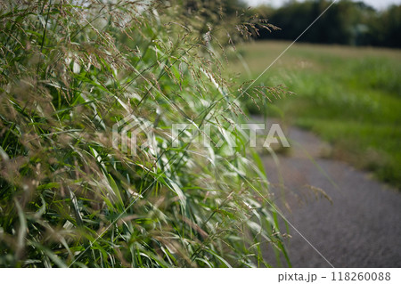 道端の植物 道端の植物 118260088