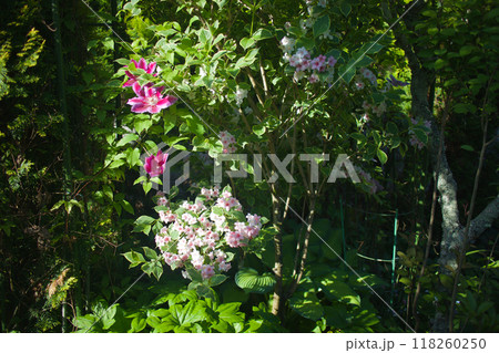 斑入り大紅ウツギとクレマチス。花言葉は「豊かで美しい」そして「移り気」。 斑入り大紅ウツギとクレマチス。花言葉は「豊かで美しい」そして「移り気」。 118260250